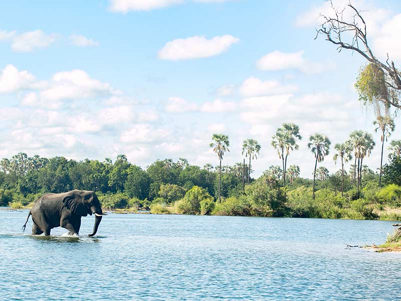 Elephant on Zambezi River