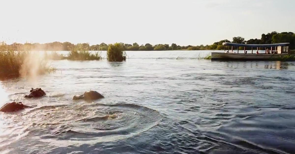 Hippos Zambezi River Raikane Up Zimbabwe