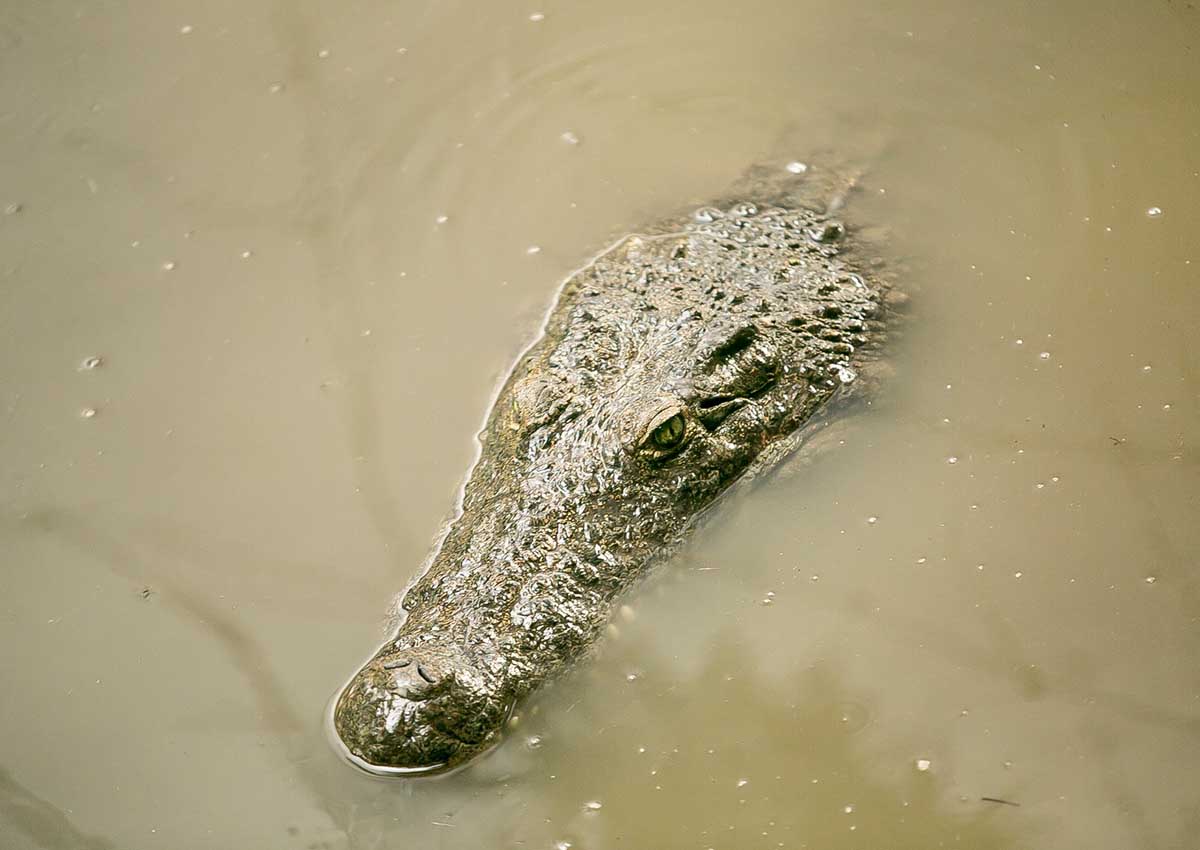 Raikane Crocodiles 2