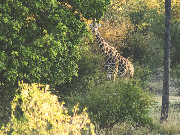 Giraffe on the Zambezi River banks